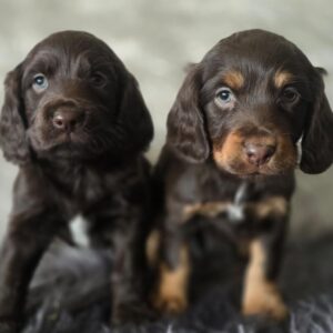 WhatsApp Image 2026-02-26 at 09.13.11