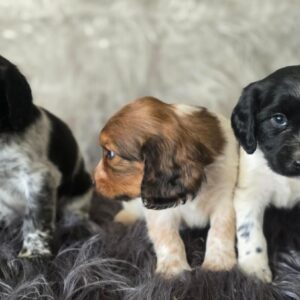 WhatsApp Image 2026-02-26 at 09.13.12 (3)