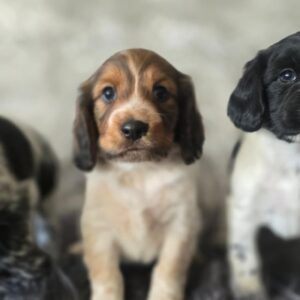 WhatsApp Image 2026-02-26 at 09.13.12 (4)