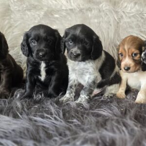 WhatsApp Image 2026-02-26 at 09.13.12 (5)