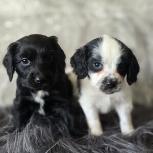 WhatsApp Image 2026-02-26 at 09.13.23 (1)