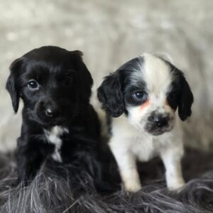 WhatsApp Image 2026-02-26 at 09.13.23 (3)