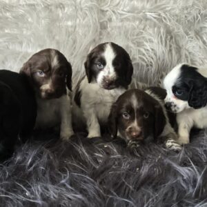 WhatsApp Image 2026-02-26 at 09.13.23