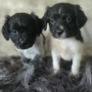 WhatsApp Image 2026-02-26 at 09.13.36 (1)