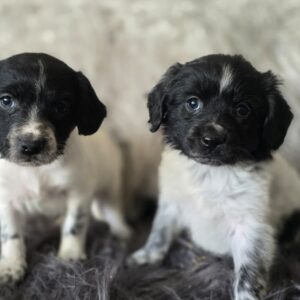 WhatsApp Image 2026-02-26 at 09.13.36