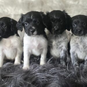 WhatsApp Image 2026-02-26 at 09.13.37 (1)