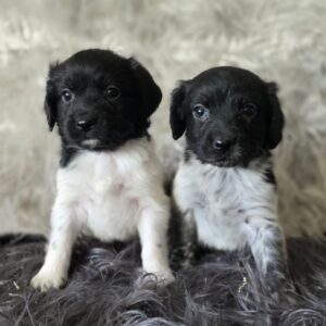 WhatsApp Image 2026-02-26 at 09.13.37 (2)