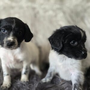 WhatsApp Image 2026-02-26 at 09.13.37 (3)