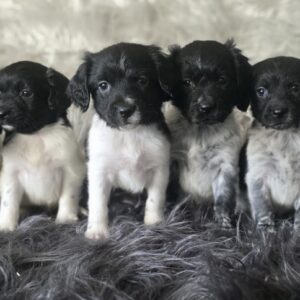 WhatsApp Image 2026-02-26 at 09.13.37