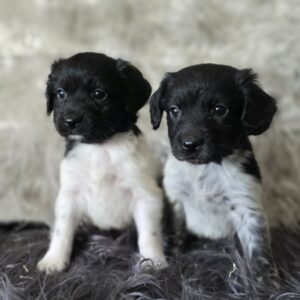 WhatsApp Image 2026-02-26 at 09.13.37 (4)