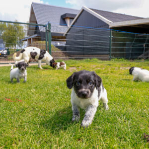 Puppy's Soof .jpg