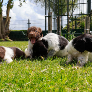Puppy's Soof -10.jpg