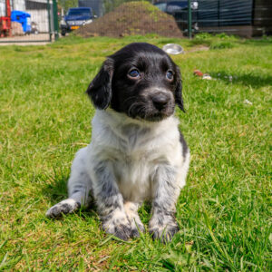Puppy's Soof -11.jpg