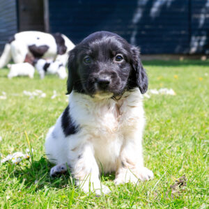 Puppy's Soof -14.jpg