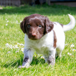 Puppy's Soof -15.jpg
