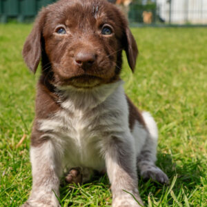 Puppy's Soof -16.jpg