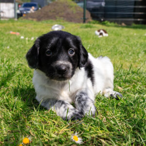 Puppy's Soof -17.jpg