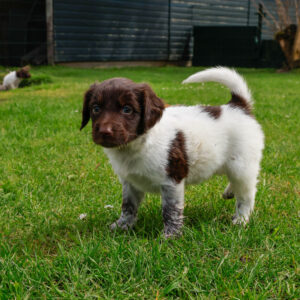 Puppy's Soof -2.jpg