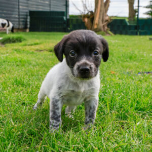 Puppy's Soof -3.jpg
