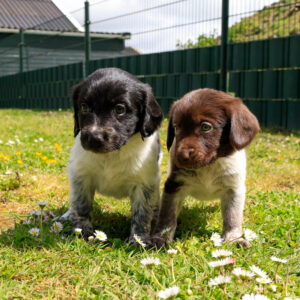 Puppy's Soof -4.jpg