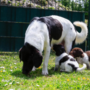 Puppy's Soof -5.jpg