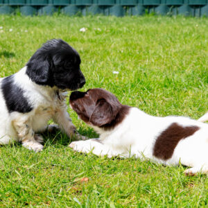 Puppy's Soof -7.jpg