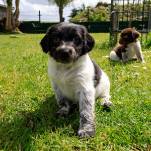 Puppy's Soof -8.jpg