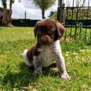 Puppy's Soof -9.jpg