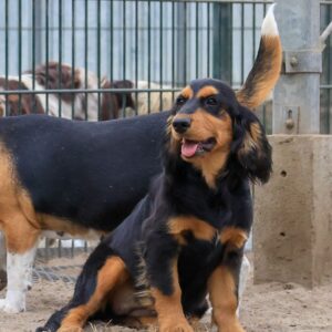 black tan teef